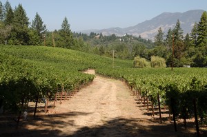 path between vines